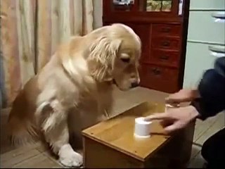 ROUND 3: Perro Inteligente Vs. Perro Tonto!! ★ VOTA POR TU PREFERIDO!! ★ Perros Divertidos