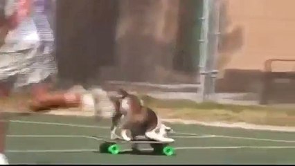 ROUND 5: Perro Inteligente Vs. Perro Tonto!! ★ VOTA POR TU PREFERIDO!! ★ Perros Divertidos