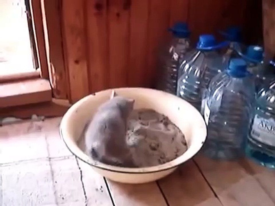 Котёнок сходил в туалет