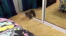 Funny Cat Fight With Himself In a Mirror