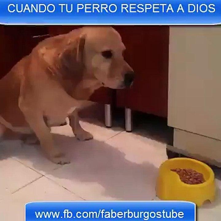 Perro en oración