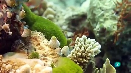 Los ultimos paraisos  En el paraiso de los jardines de coral el oceano indico