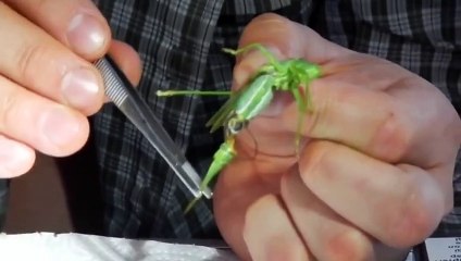 ШОК!Вы не поверите что нашли у кузнечика! 2015