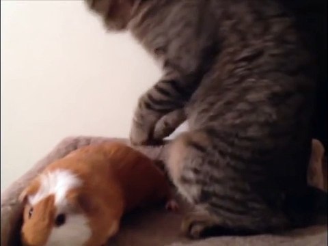 Котик и хомяк