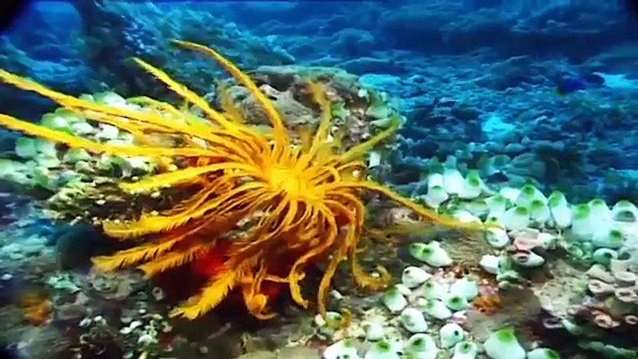 Maldivas paraíso del buceo