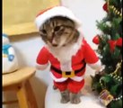 Kitty Cat Santa Claus