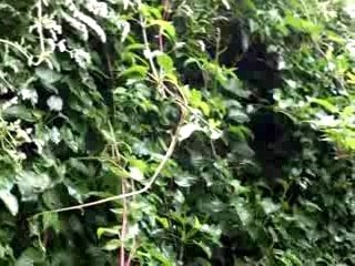 La vie comme elle vient [pluie]