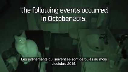 Il a placé une caméra pour surveiller ses chats la nuit. Le résultat est inquiétant !