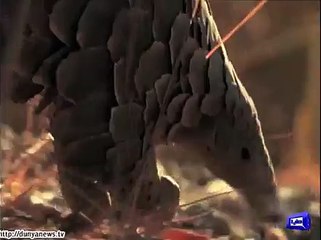 Pangolin causes panic among residents of Karachi.