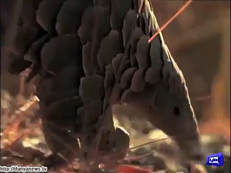 Pangolin causes panic among residents of Karachi.