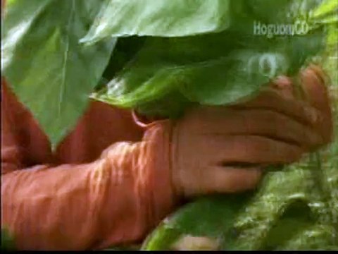 Cắp nón đón đò - NSND Thúy Hường - Quan họ Bắc Ninh