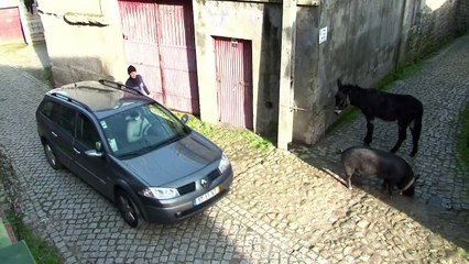Porco vira mascote e é salvo do abate