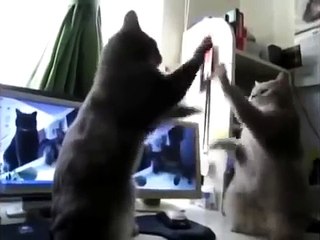 Коты играют в ладушки