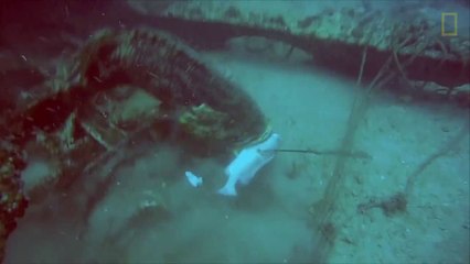 Des mérous trollent un chasseur sous-marin