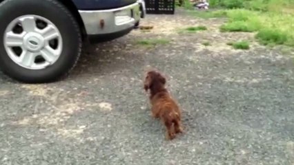 Dog Guards Family From His Reflection