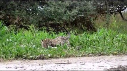 Jaguar Kills a Giant Crocodile - 2015