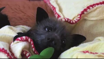 this cute little bat does NOT deserve being buried in