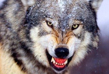 Vahşi Rusya | Sibirya