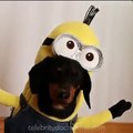 Wiener Dog Minions!