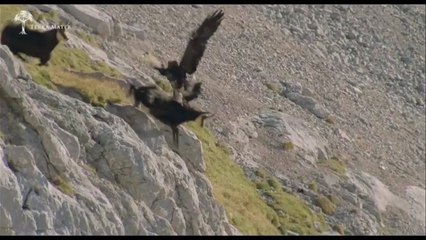 Dağ keçisine saldıran kartalın zor anları