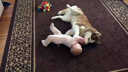 Siberian Husky plays gently with baby