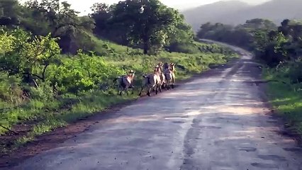 Lion chases Zebra on Road