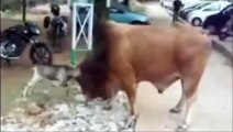 Goat VS Bull - Amazing Battle