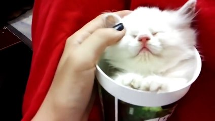 Коты – это жидкость