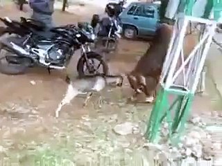 'Never surrender!' Goat and Cow Fight(Don't think about small people)