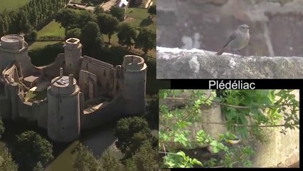 Le château de la Hunaudaye et sa faune sauvage (1)