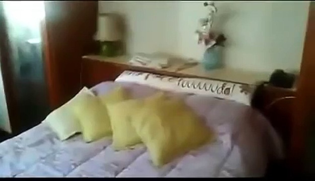 Кошка - секретарша