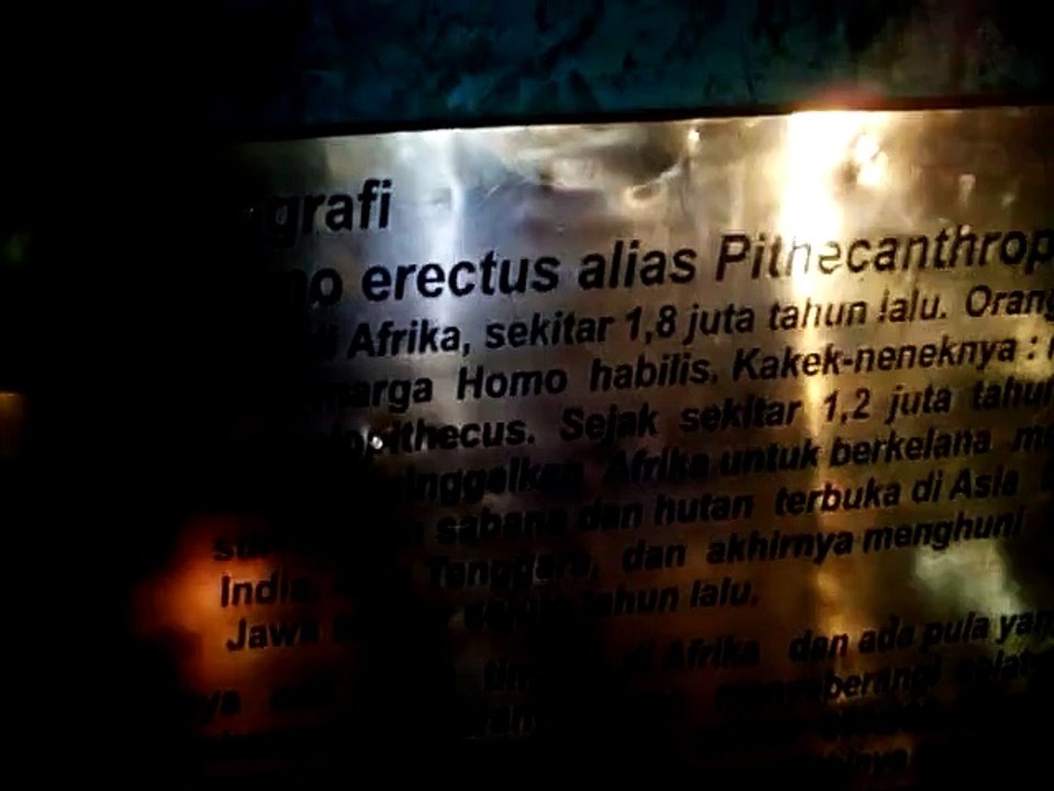 Homo Erectus