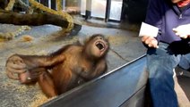 Sihirbazlık Numarası Orangutanı Gülme Krizine Soktu