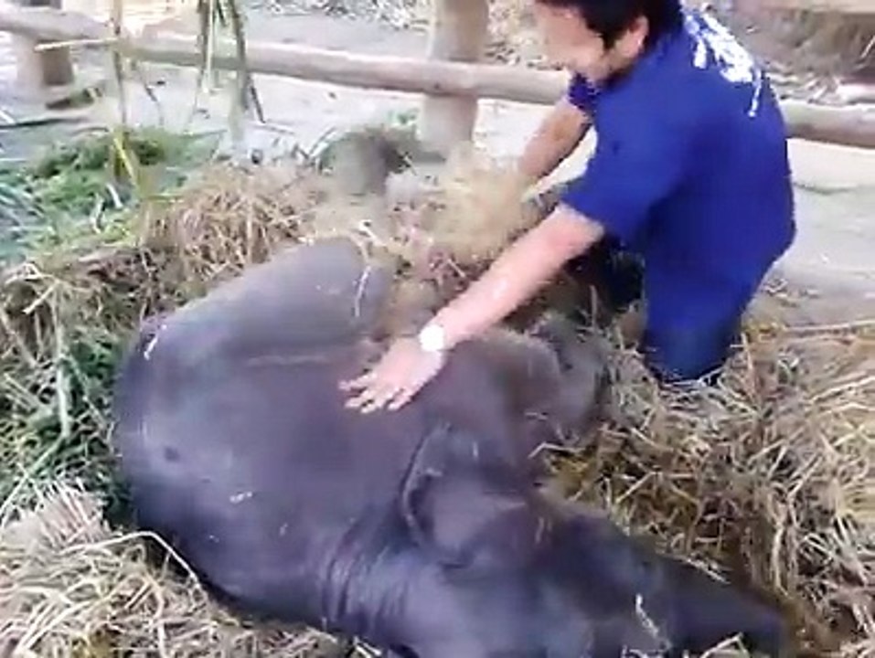 When life gets hard, imagine yourself playing with this one-month-old elephant
