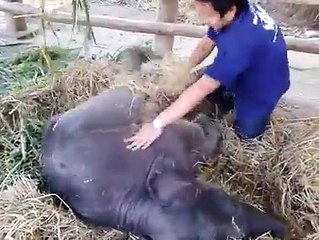 When life gets hard, imagine yourself playing with this one-month-old elephant