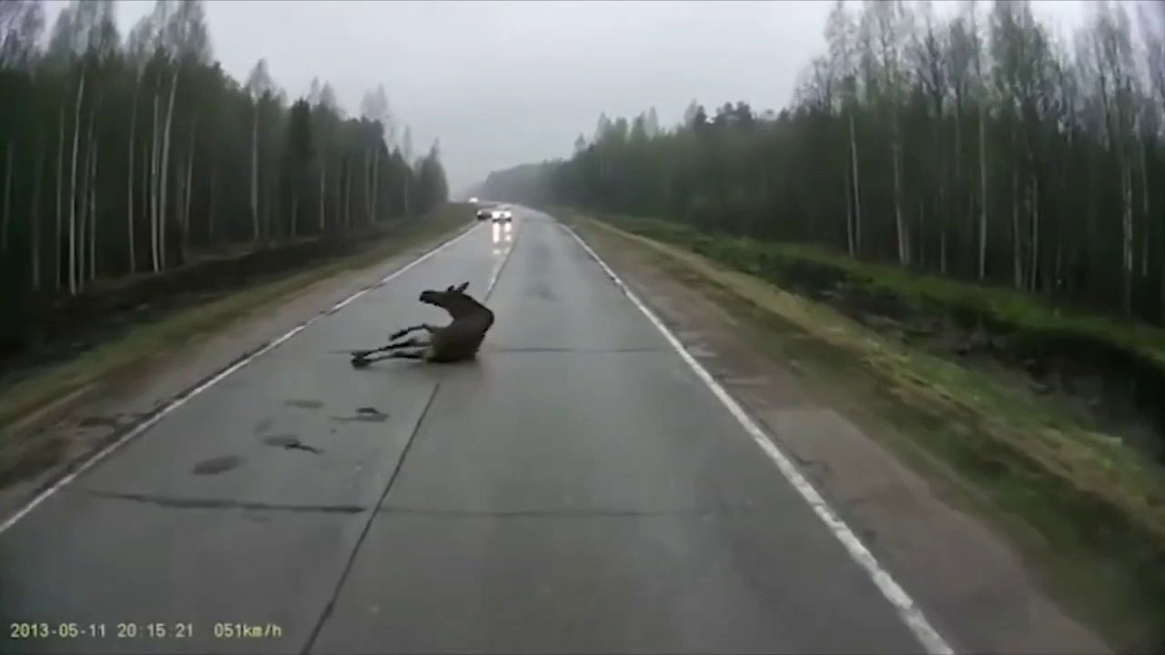 Best Fails of 2015 - Fail Compilation - Funny Videos - Funny Pranks - Funny People - Funny Clips - Funny Fails