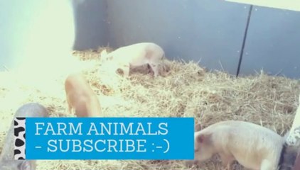 les animaux de la ferme farm animals for you