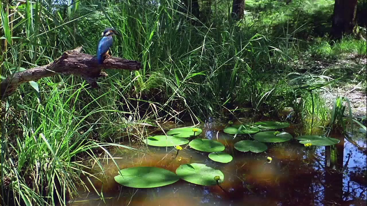 Le.Peuple.Migrateur.2001.01-cut
