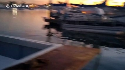 Greedy seal steals bait