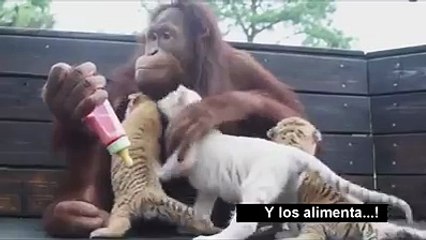 Monkey feed albino tigers