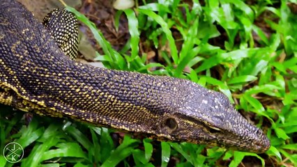 WILDLIFE BEAUTY IN 4K RESOLUTION(ULTRA HD )