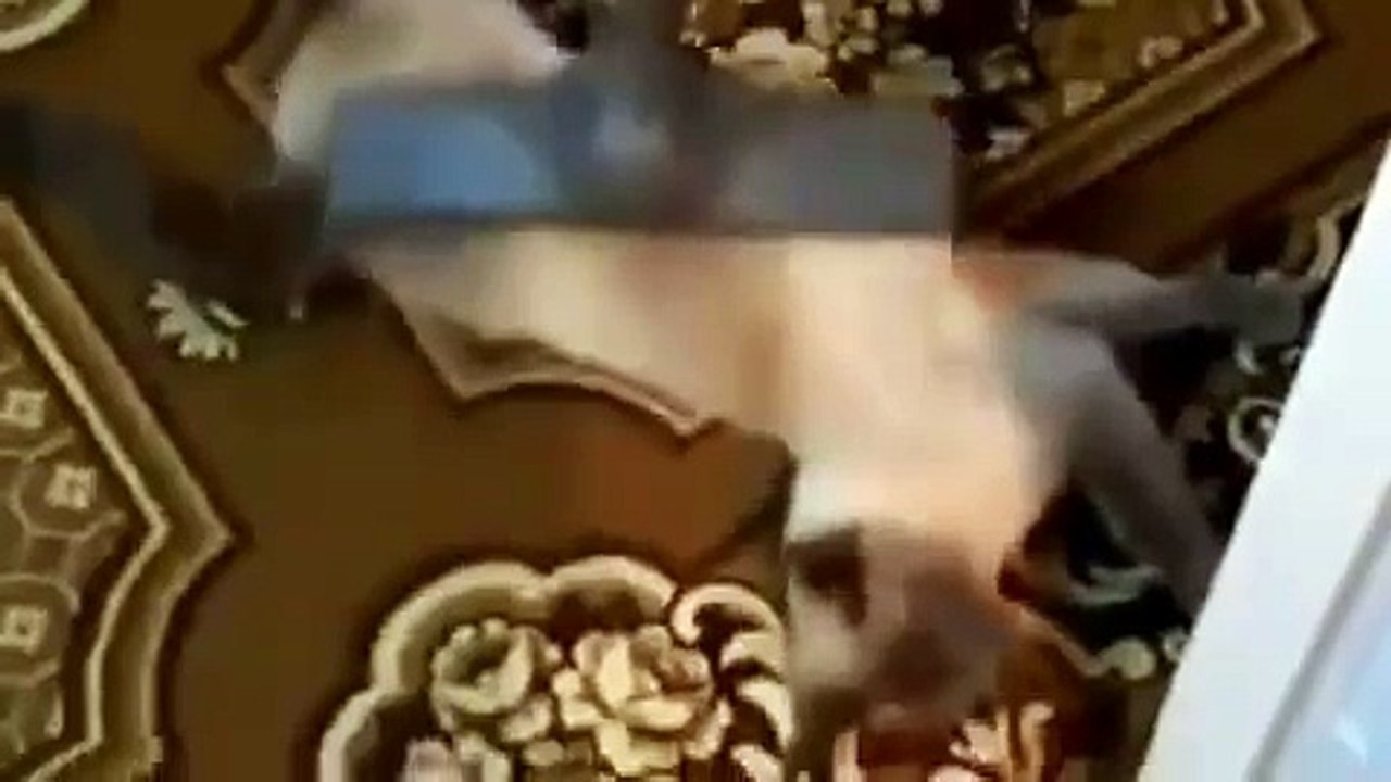 Массаж пылесосом для кота