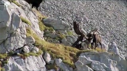 dağ keçisine saldıran kartal