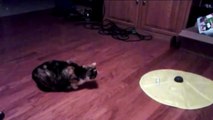 Man Scares Tortoiseshell Cat and Cat Jumps Ridiculously High