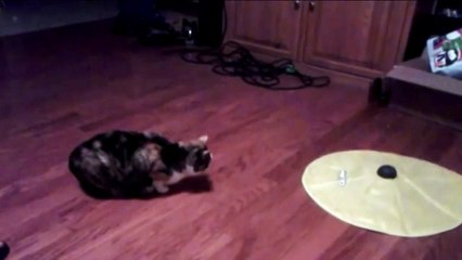 Man Scares Tortoiseshell Cat and Cat Jumps Ridiculously High