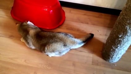 Милый плюшевый кот прячется