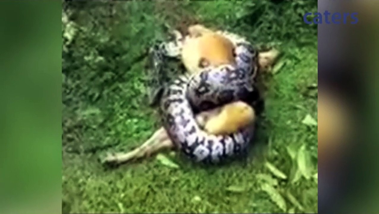 Miracle As Owner Saves Dog From Python's Clutches Best Video...