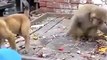 Monkey fighting with dog and funny too look video best fight monkey