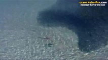 Dev Kral Balıklarının Çete Halinde Yaptığı Saldırı ve Yarattığı Etki