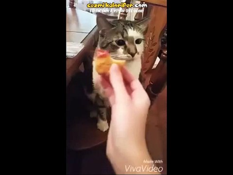 Uzatilan Yiyeceklere Midesi Bulanan Kedi Dailymotion Video